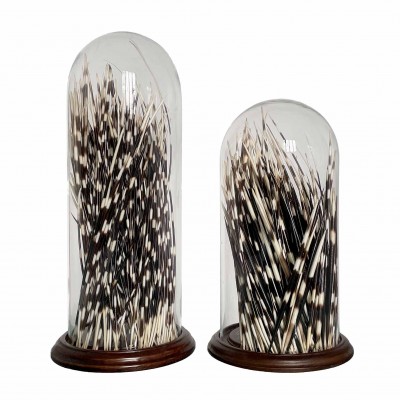 Porcupine quills under  glass dome