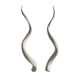 Kudu horns