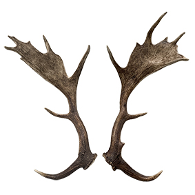 Elk Antler’s