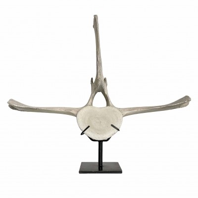 Whale Vertebrae