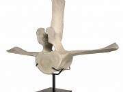 vertebra-di-balena-code-E009-02