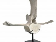 vertebra-di-balena-code-E009-03