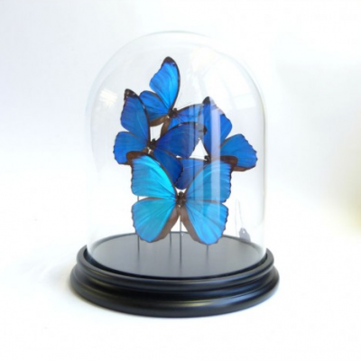 Glass Dome with 4 Morpho butterflies